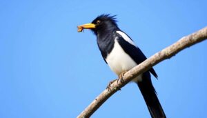 The ideal food for magpies during dry spells: what Australian ornithologists recommend