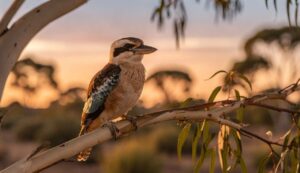Why kookaburras laugh at dawn: the territorial behaviour most Australians misunderstand